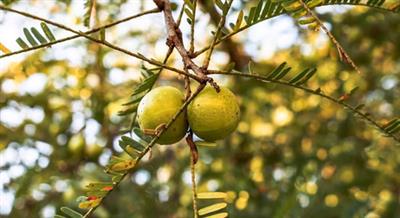 India’s production of horticultural crops rises 3.7 pc in 2024-25