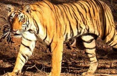 Tigress, three cubs found dead in Karnataka's Chamarajanagar, Minister orders probe