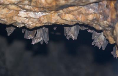 Australian man dies after “extremely rare” bat virus bite