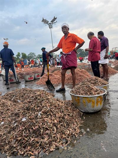 भारतीय समुद्री खाद्य निर्यातक ब्रिटेन के बाज़ार में बड़ा हिस्सा हासिल करने और वैश्विक स्तर पर कदम रखने के लिए तैयार: सरकार