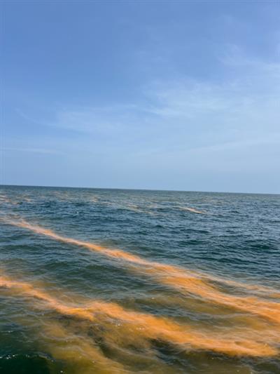 Monsoon runoff, coastal changes trigger bioluminescent red tides off Kerala: CMFRI