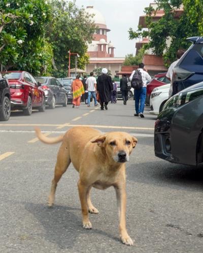 Rajasthan becomes 'first' state to implement Supreme Court's order on stray dogs