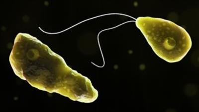 Man dies of brain-eating amoebic infection in Kerala; 6th death in a month