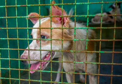 Chennai Corporation to set up holding facility for aggressive, rabid dogs