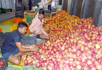 हिमाचल से 1.73 करोड़ सेब की पेटियाँ पहुँचाई गईं: सरकार