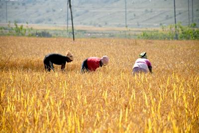 48.44 lakh metric tonnes paddy procured in Haryana