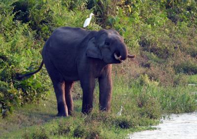 Bengal: Three killed in elephant attacks in last 24 hours
