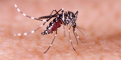 129 more test positive for dengue in Manipur, case tally rises to 3,594 this year