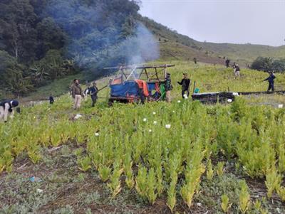 4 militants arrested in Manipur; 41 acres of illegal poppy cultivation destroyed