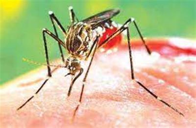 Hidden 'super spreaders' spur dengue fever transmission: Study