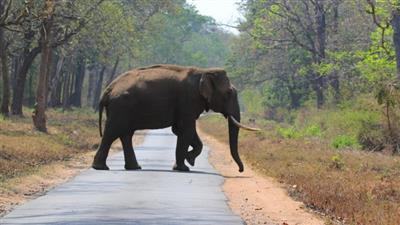 Rogue elephant relocated from Kerala forest reaches TN; to be tranquilised