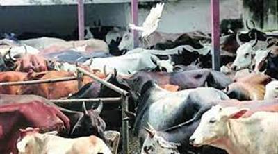BSF seize 86 Myanmar breed cattle in Tripura, apprehend 18 Indians